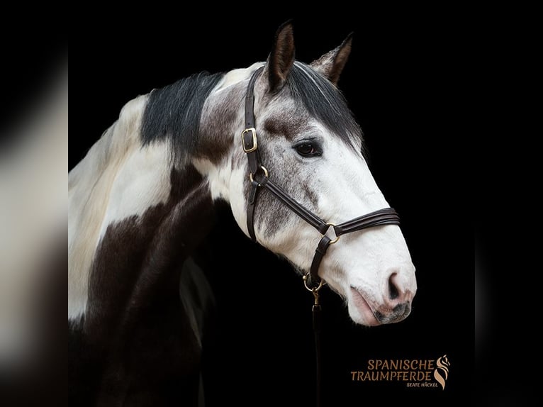 PRE Mix Gelding 4 years 16,1 hh Pinto in Traventhal