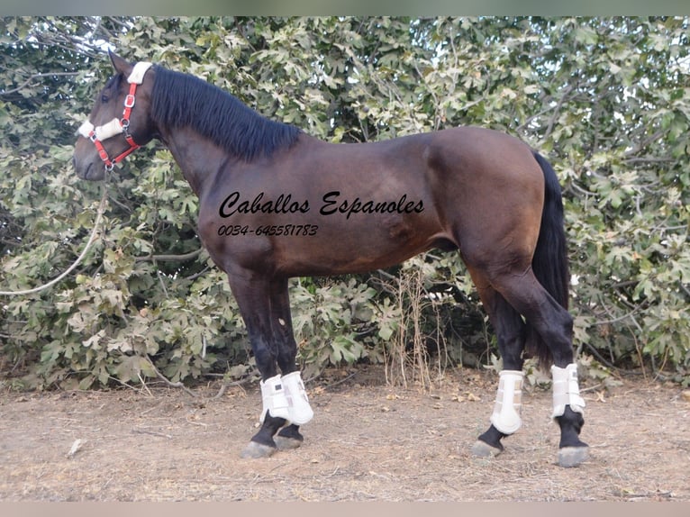 PRE Gelding 4 years 16,2 hh Bay-Dark in Vejer de la Frontera