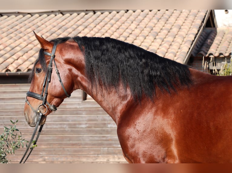 PRE Gelding 4 years 16,2 hh Bay in Santa Perpetua de Mogoda