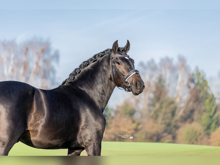 PRE Gelding 4 years 16.2 hh Black in Hoogeloon