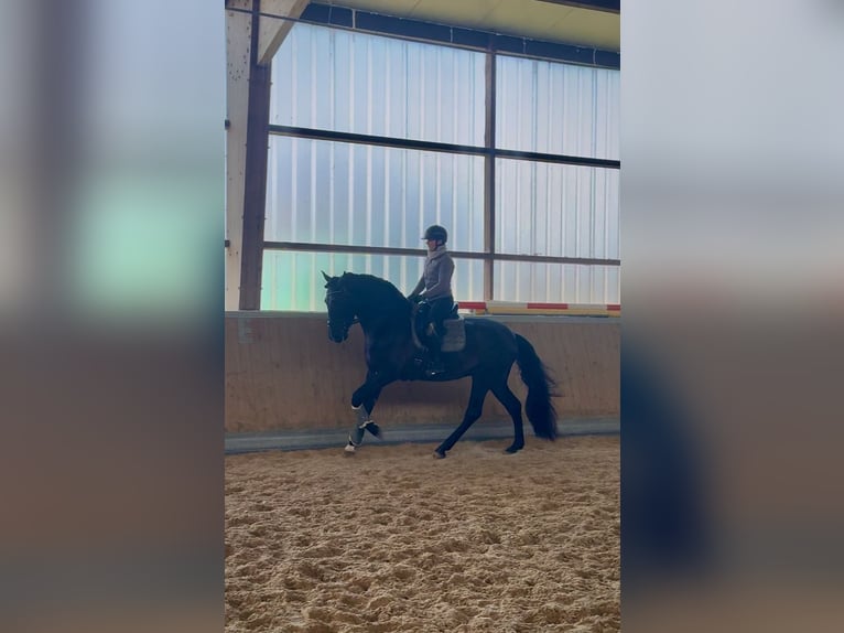 PRE Mix Gelding 4 years 16,2 hh Black in Warendorf