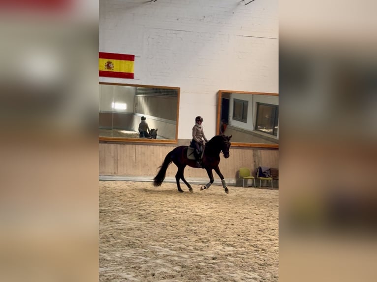 PRE Mix Gelding 4 years 16,2 hh Black in Warendorf