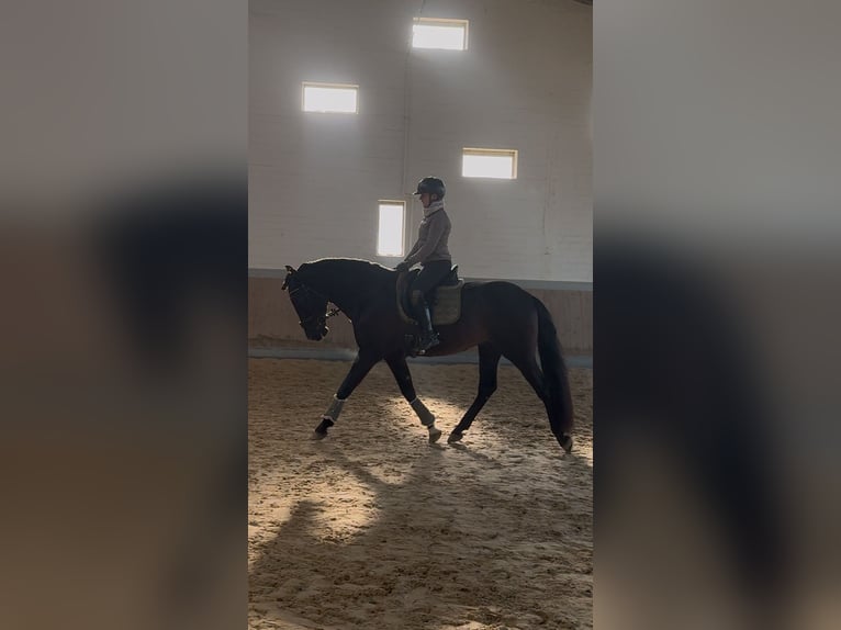 PRE Mix Gelding 4 years 16,2 hh Black in Warendorf