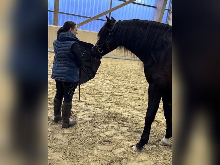 PRE Mix Gelding 4 years 16,2 hh Black in Warendorf