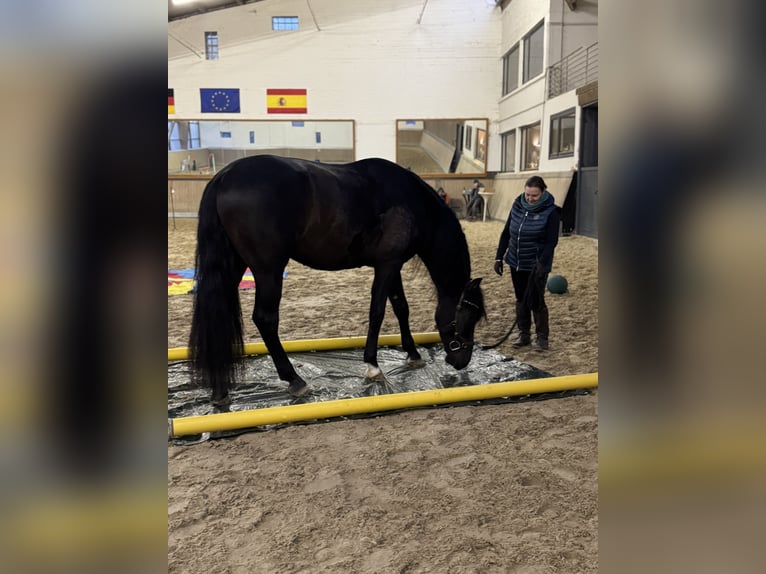 PRE Mix Gelding 4 years 16,2 hh Black in Warendorf