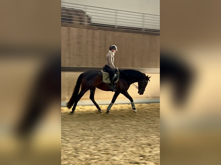 PRE Mix Gelding 4 years 16,2 hh Black in Warendorf