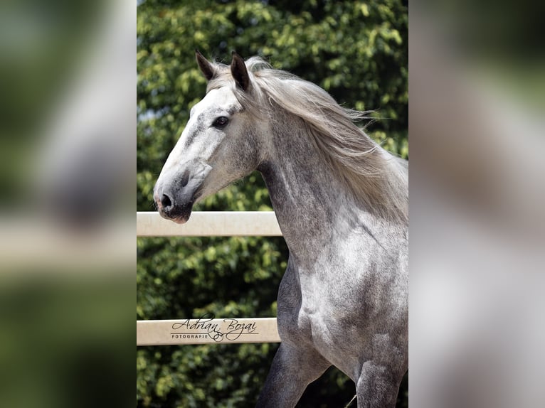 PRE Mix Gelding 4 years 16.2 hh Grey in Niederstaufen