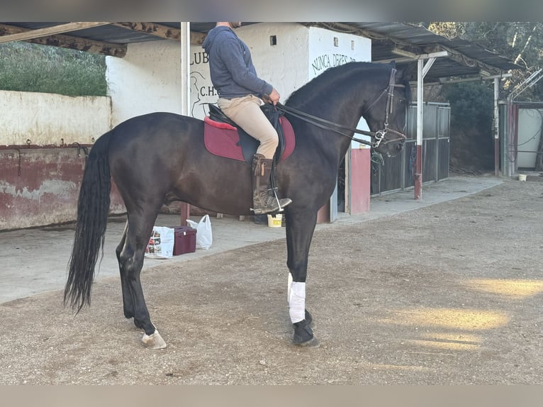 PRE Mix Gelding 4 years 16,3 hh Black in Castellbisbal