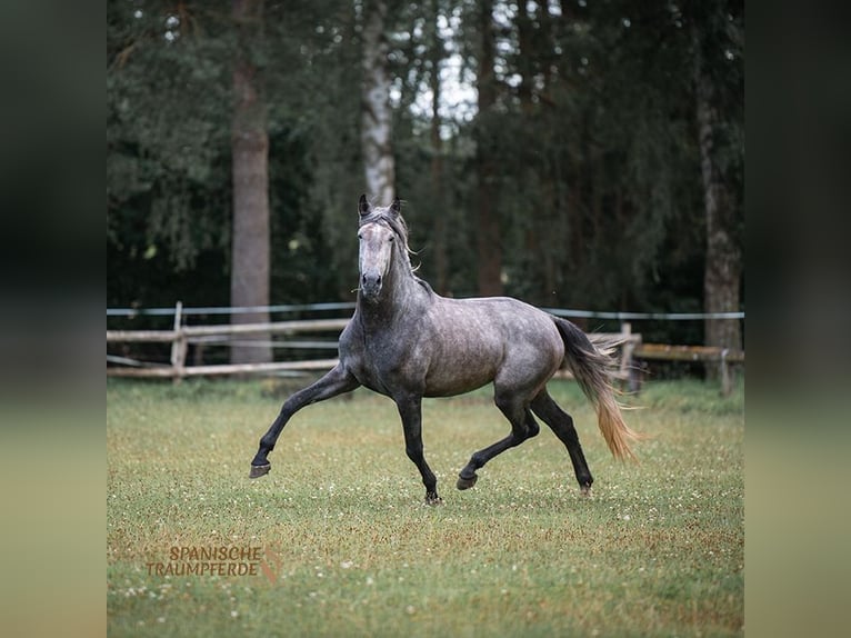 PRE Mix Gelding 4 years 16,3 hh Gray in Traventhal