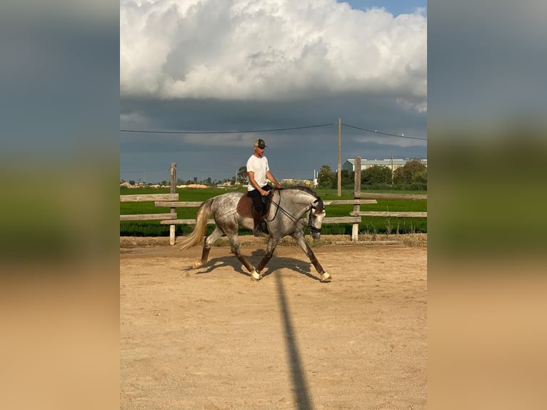 PRE Gelding 4 years 16,3 hh Gray in Deltebre