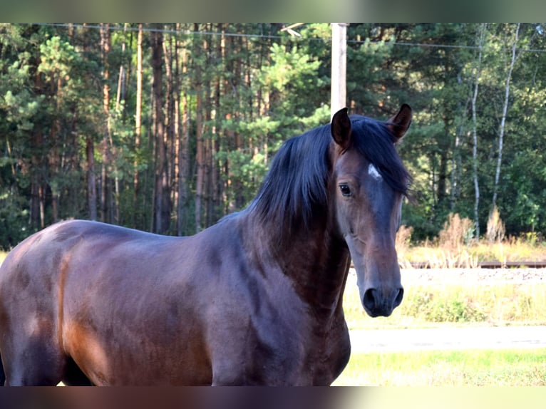 PRE Mix Gelding 4 years 16 hh Bay-Dark in Tuczepy