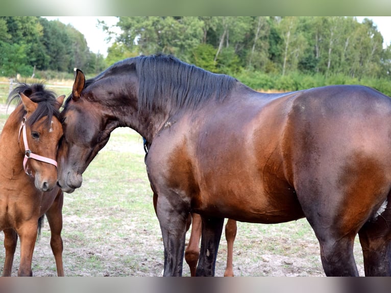 PRE Mix Gelding 4 years 16 hh Bay-Dark in Tuczepy