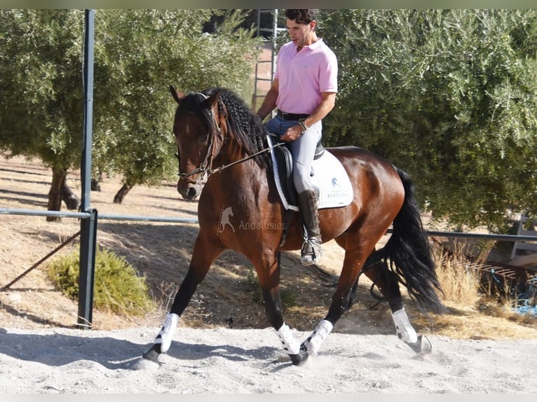 PRE Gelding 4 years 16 hh Bay-Dark in Provinz Granada