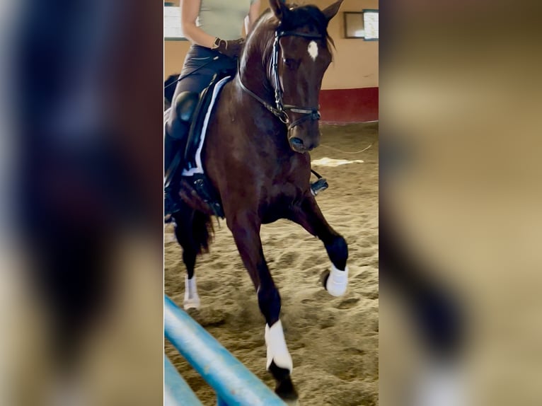 PRE Mix Gelding 4 years 16 hh Black in Granada
