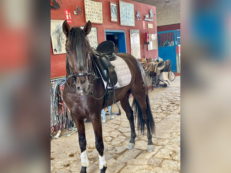 PRE Mix Gelding 4 years 16 hh Black in Granada