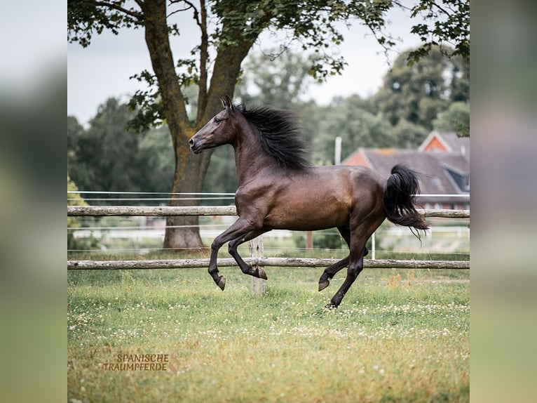 PRE Mix Gelding 4 years 16 hh Black in Traventhal