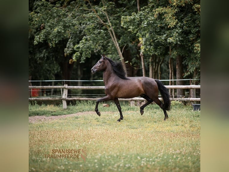 PRE Mix Gelding 4 years 16 hh Black in Traventhal