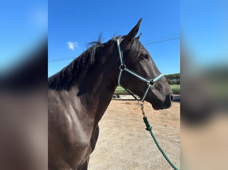 PRE Mix Gelding 4 years 16 hh Black in Hamburg