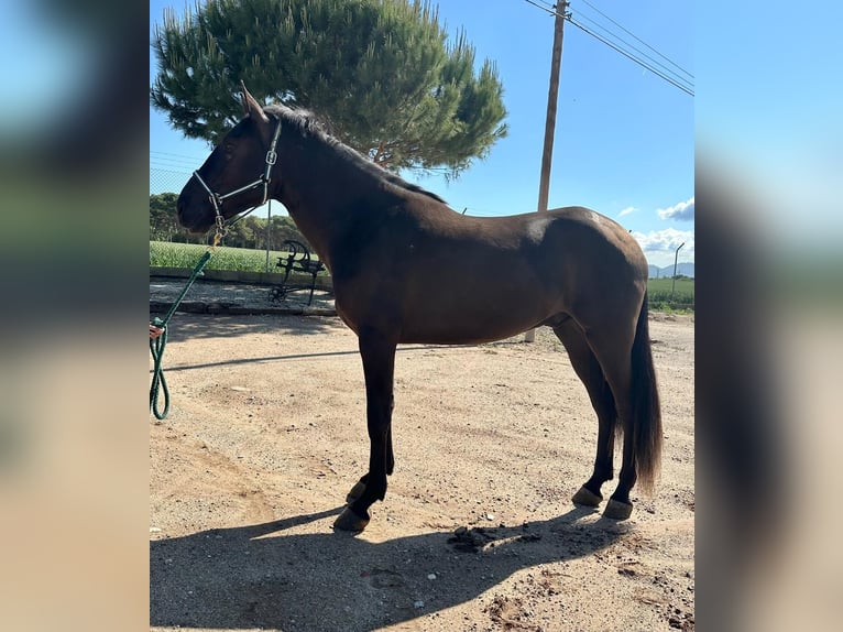 PRE Mix Gelding 4 years 16 hh Black in Hamburg