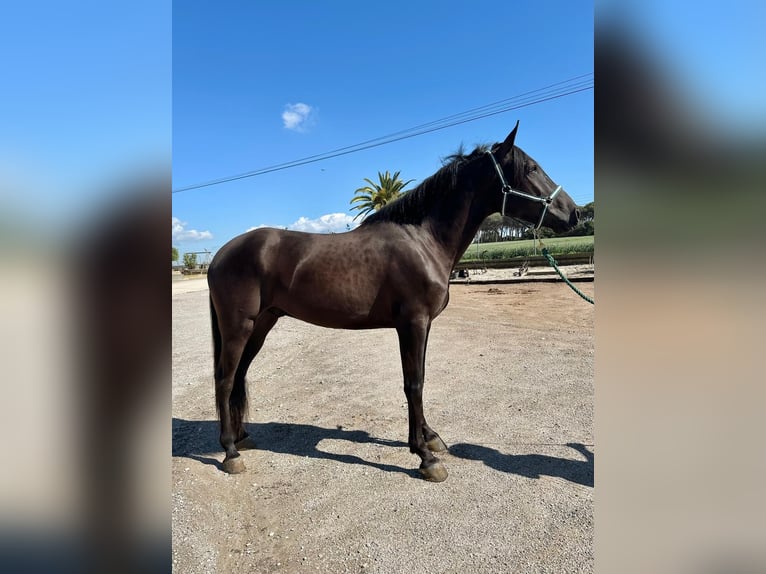 PRE Mix Gelding 4 years 16 hh Black in Hamburg