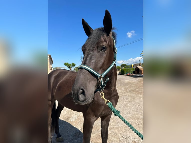 PRE Mix Gelding 4 years 16 hh Black in Hamburg