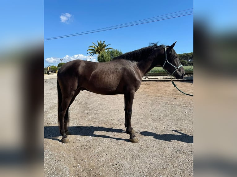 PRE Mix Gelding 4 years 16 hh Black in Hamburg