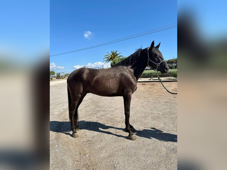 PRE Mix Gelding 4 years 16 hh Black in Hamburg