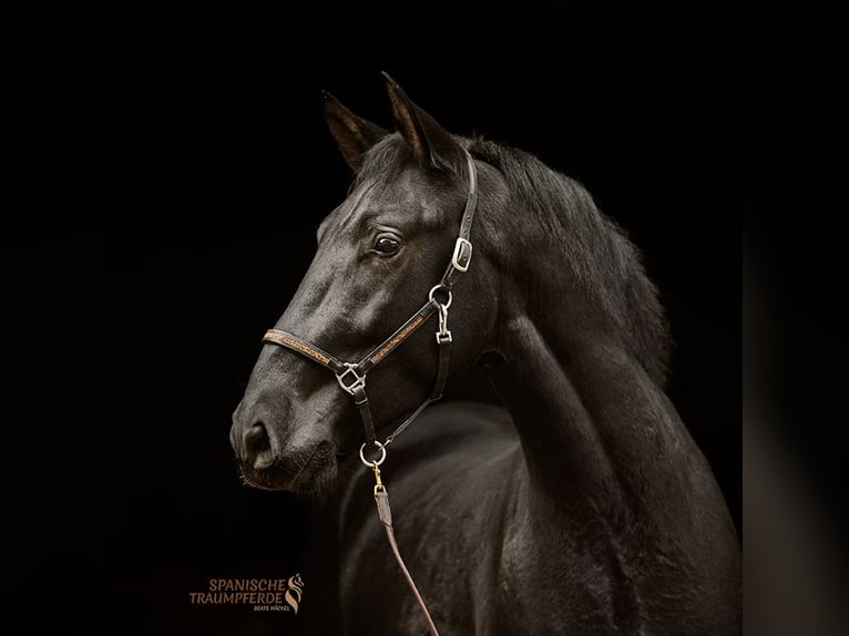 PRE Mix Gelding 4 years 16 hh Black in Traventhal