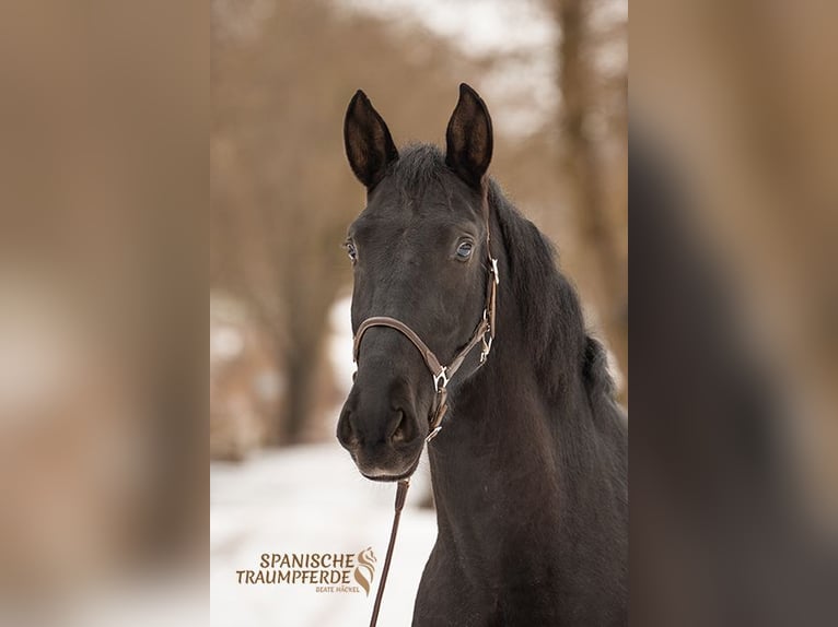 PRE Mix Gelding 4 years 16 hh Black in Traventhal