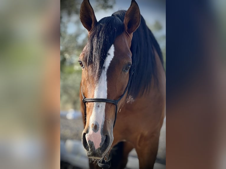 PRE Gelding 4 years 16 hh Brown in Malaga