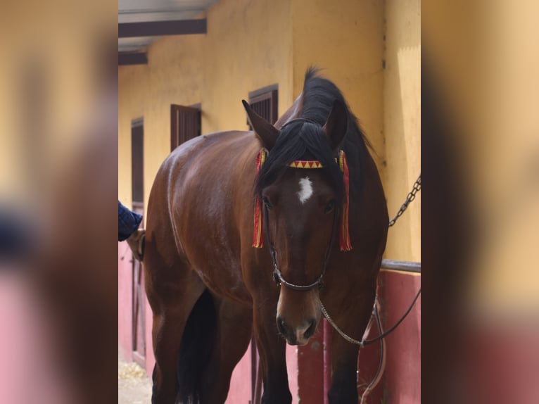 PRE Gelding 4 years 16 hh Brown in Sevilla