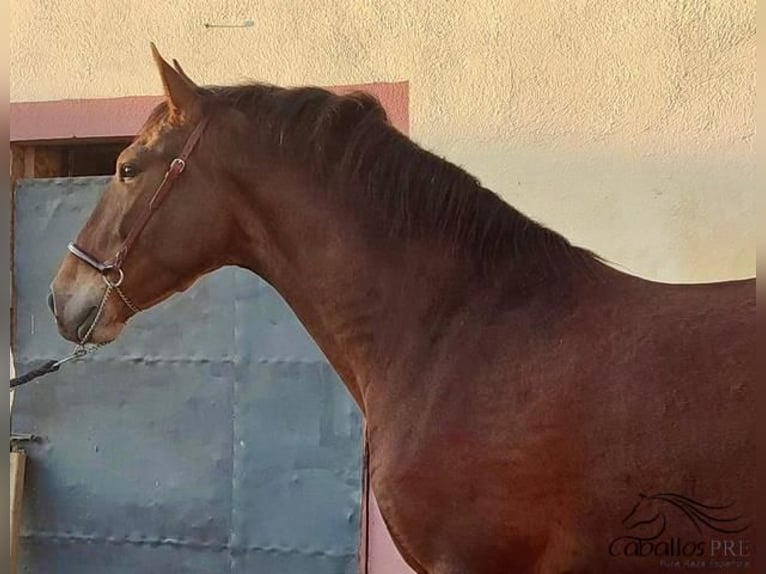 PRE Mix Gelding 4 years 16 hh Brown in Barcelona