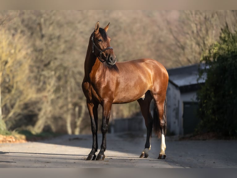 PRE Mix Gelding 4 years 16 hh Brown in Windhagen