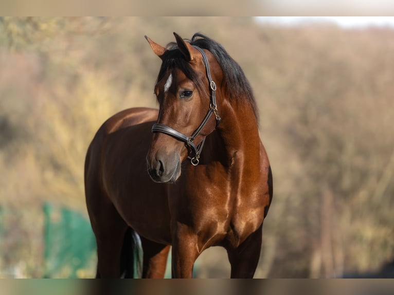 PRE Mix Gelding 4 years 16 hh Brown in Windhagen