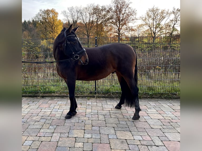PRE Mix Gelding 4 years 16 hh Brown in Wacken