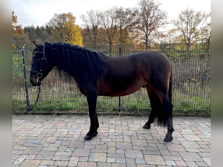 PRE Mix Gelding 4 years 16 hh Brown in Wacken
