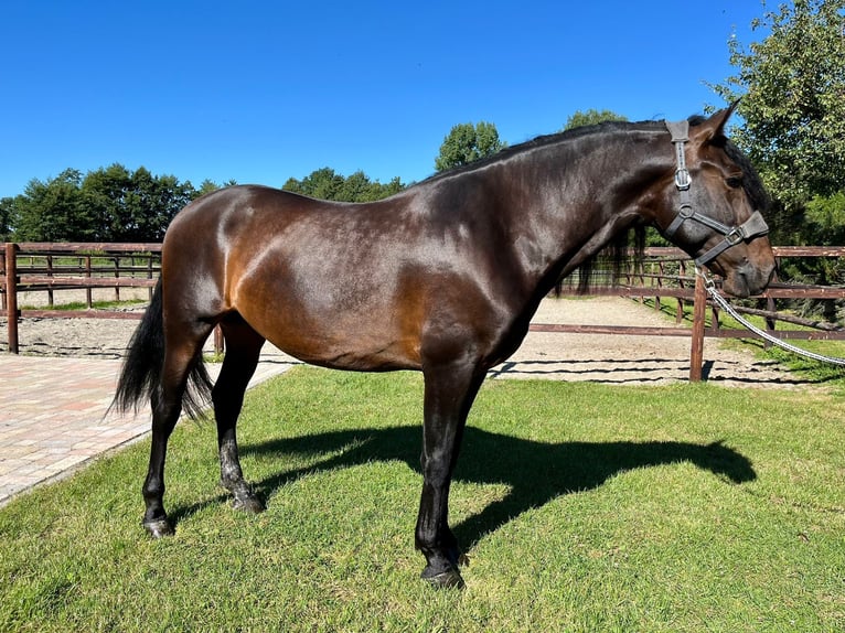 PRE Mix Gelding 4 years 16 hh Brown in Wacken
