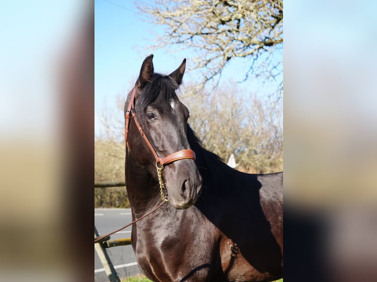 PRE Gelding 4 years 16 hh in Ourense