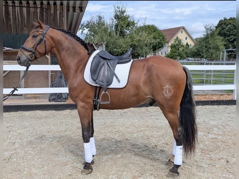 PRE Gelding 4 years 16 hh  in Tettnang