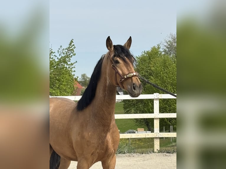 PRE Gelding 4 years 16 hh Dun in Niederstaufen