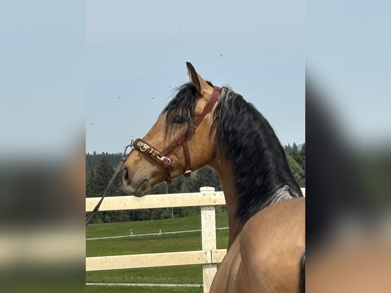 PRE Gelding 4 years 16 hh Dun in Niederstaufen