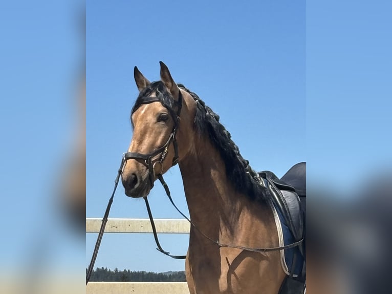 PRE Mix Gelding 4 years 16 hh Dun in Niederstaufen