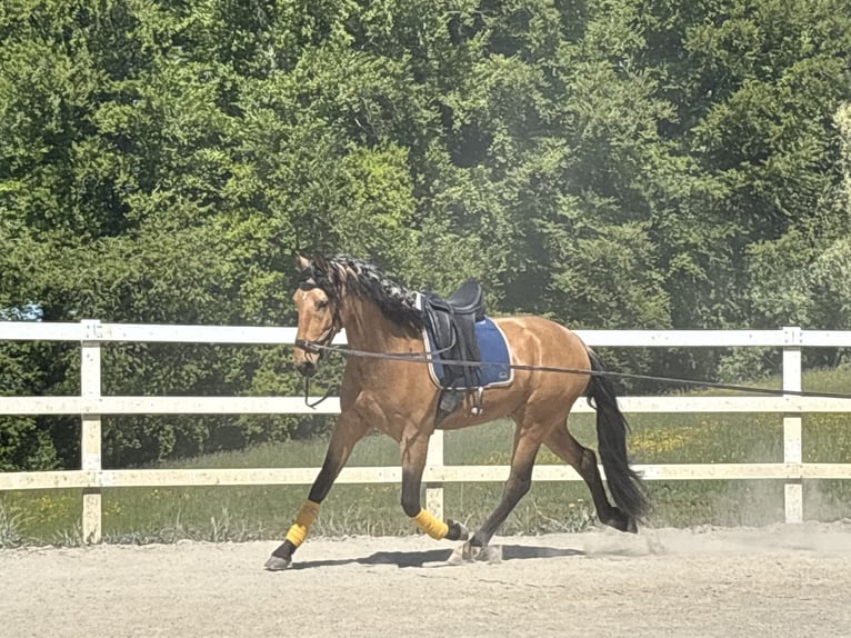 PRE Mix Gelding 4 years 16 hh Dun in Niederstaufen