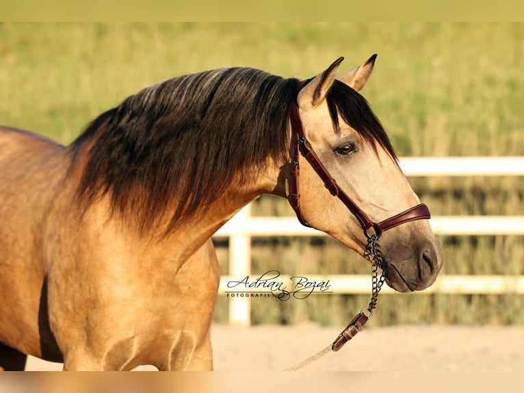 PRE Mix Gelding 4 years 16 hh Dun in Sigmarszell