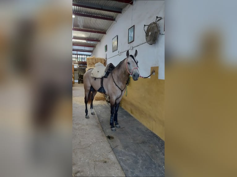PRE Gelding 4 years 16 hh Dun in Torremolinos