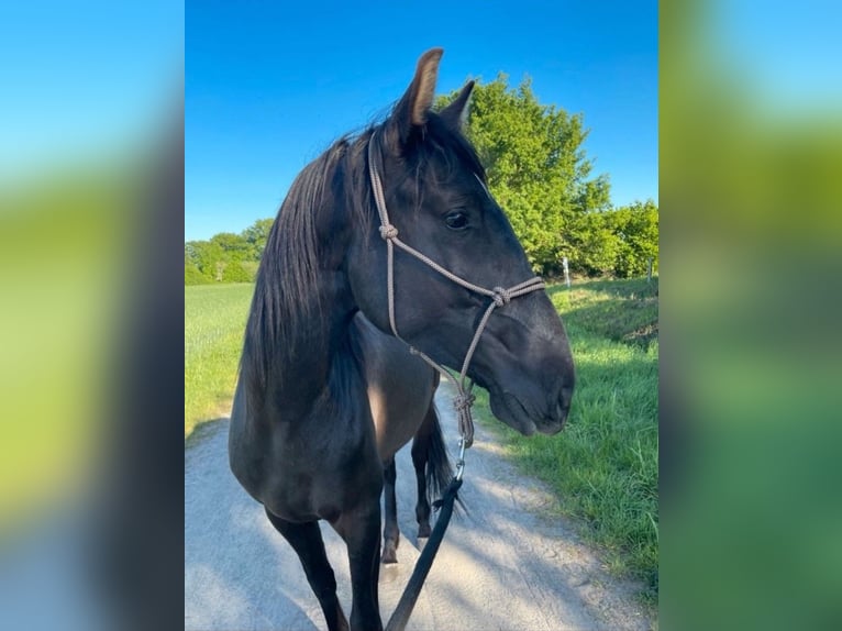 PRE Mix Gelding 4 years 16 hh Dun in Nienhagen