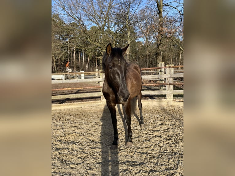PRE Mix Gelding 4 years 16 hh Dun in Nienhagen