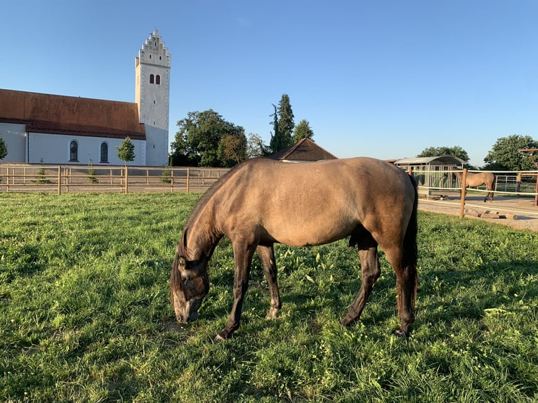 PRE Mix Gelding 4 years 16 hh Gray in Dürmentingen