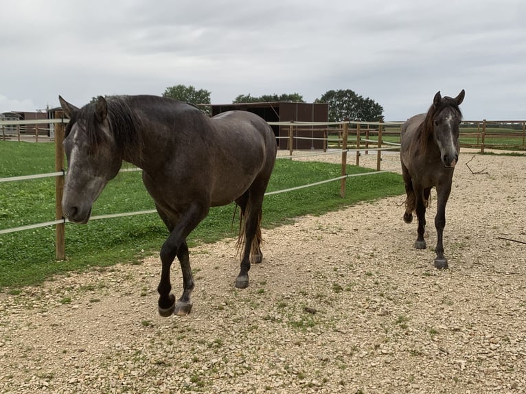 PRE Mix Gelding 4 years 16 hh Gray in Dürmentingen