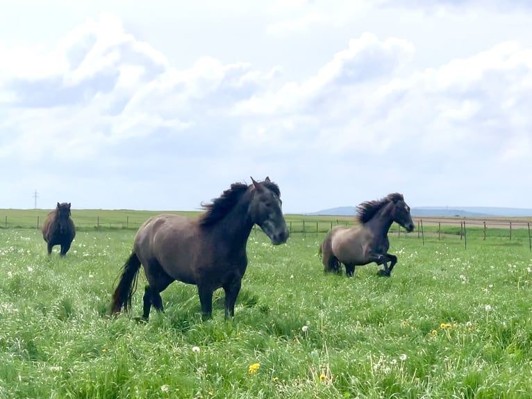 PRE Mix Gelding 4 years 16 hh Gray in Dürmentingen